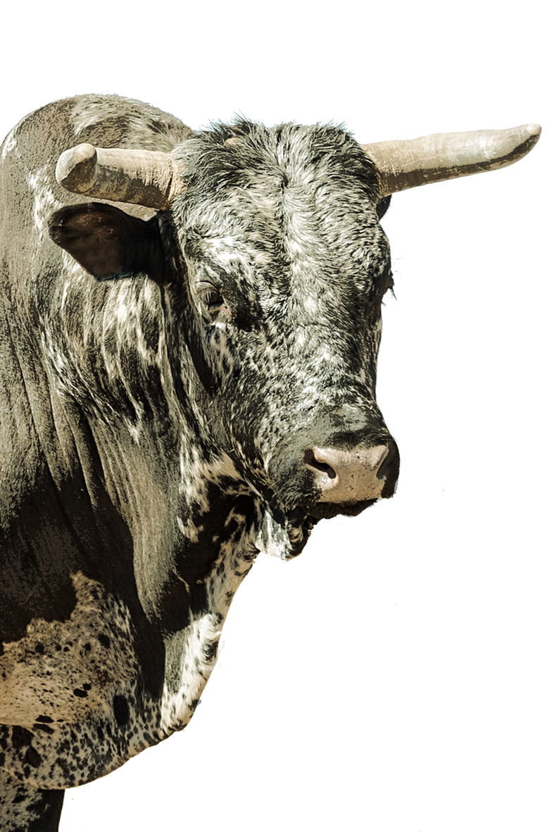 AS212 Wall décor art photographic on canvas livestock Nguni bull